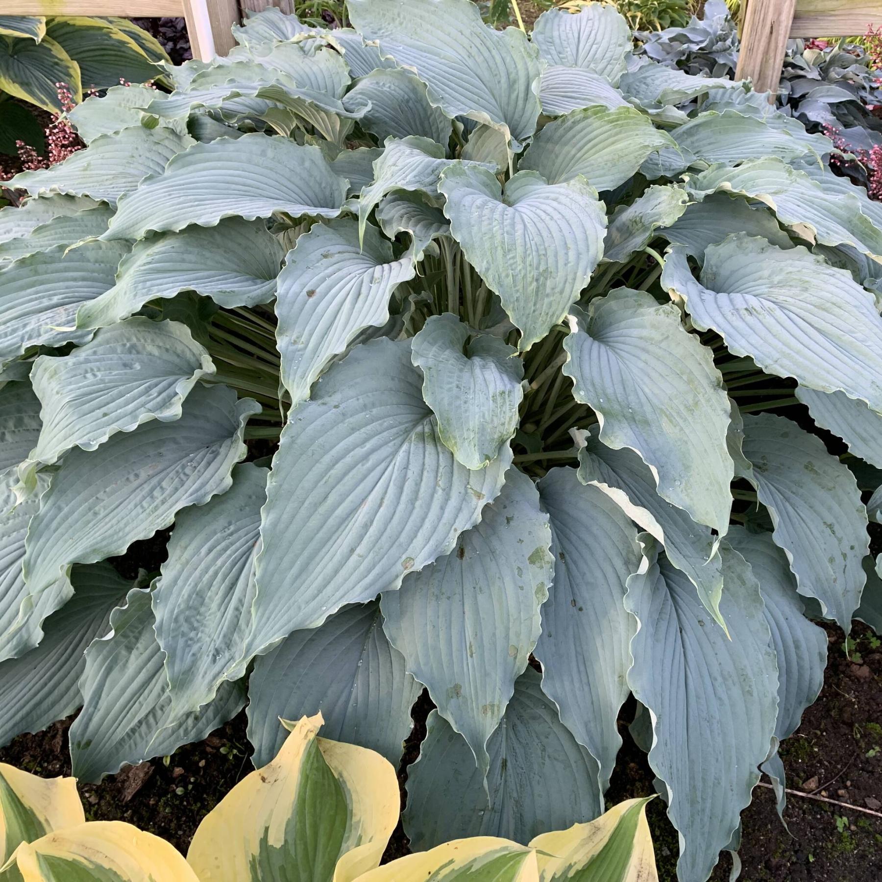  <p>Walters Gardens Inc</p>
                                <p>Wind Beneath my Wings Hosta has a giant spread of 79 inches and loves growing in the shade.</p> 