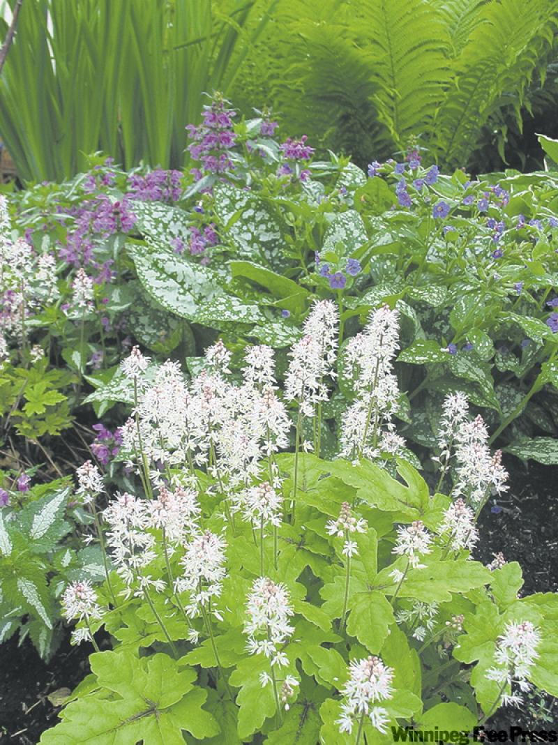 Spring-flowering perennials such as tiarella (front) and pulmonaria have an advantage over tender annuals.