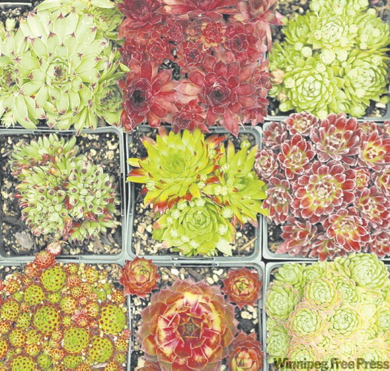 Sempervivum, Jovibarba and Rosularia come in a variety of shapes and colours and they will withstand summer heat. There are about 60 species of sempervivums and more than 3,600 registered cultivars. Used in hypertufa troughs, in rock gardens or massed in containers on a deck, these easy-care plants are a delight to grow. Even an old piece of driftwood can become a fine place to display a collection of these little charmers. Clockwise from top left, these ones are:  Mrs Guiseppe, Twilight Blue, B