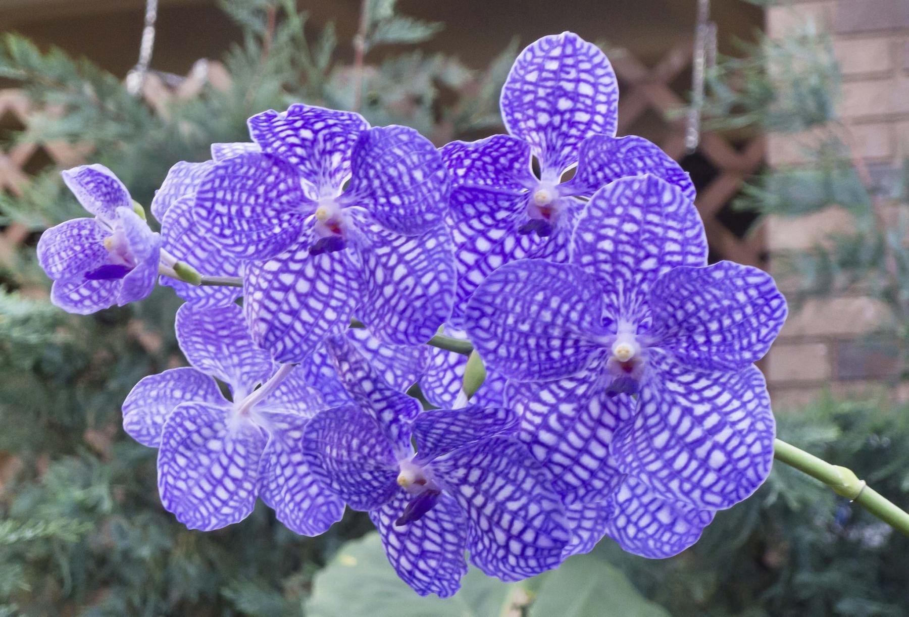 <p>Darlene Stack</p><p>Purple-veined Vanda Robert&rsquo;s Delight orchid is a rare beauty.</p></p>