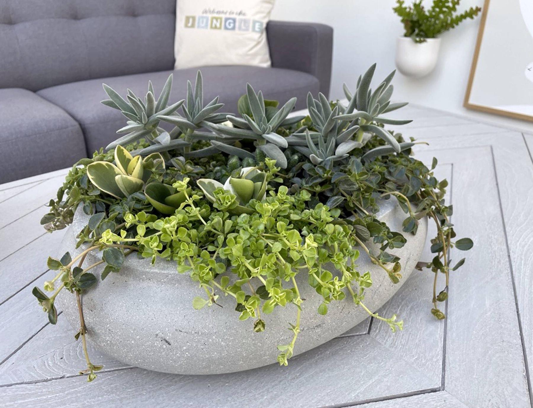  <p>Dummen Orange photo</p>
                                <p>Crassula Bling, from the Welcome to the Jungle collection, dances across this combination planter featuring Pilea Pantano, Peperomia jitterbug and Peperomia Citrus Twist.</p> 