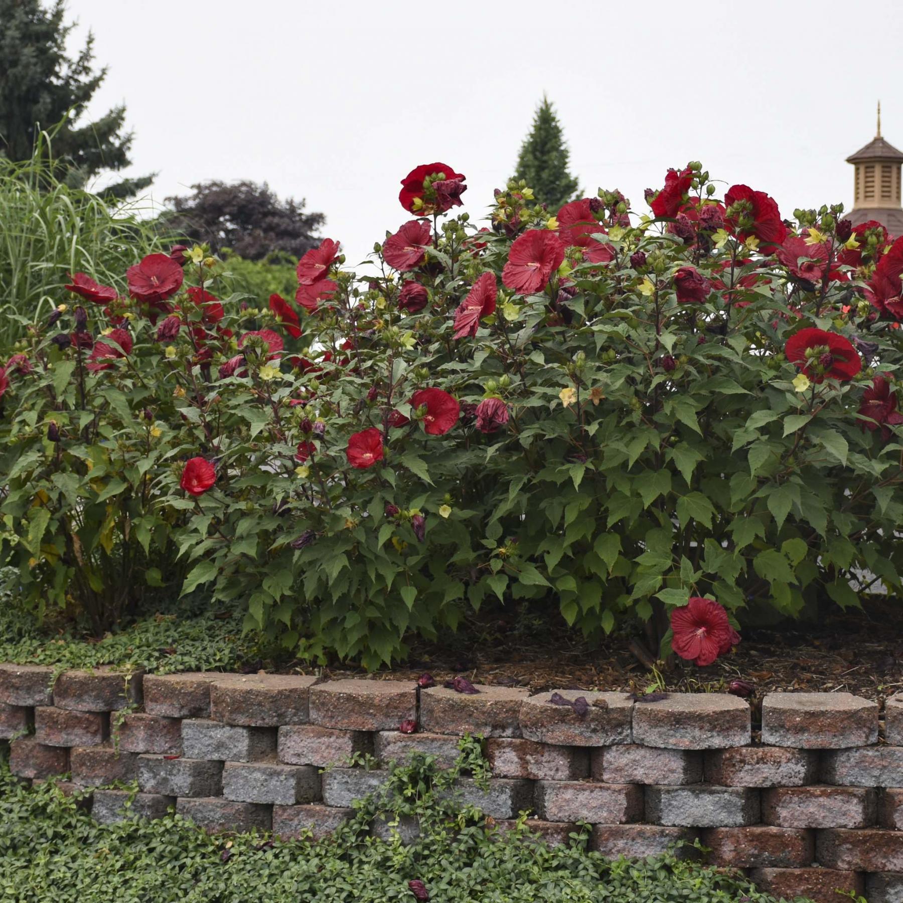 Summerific ® 'evening rose' hibiscus is what's blooming at b...