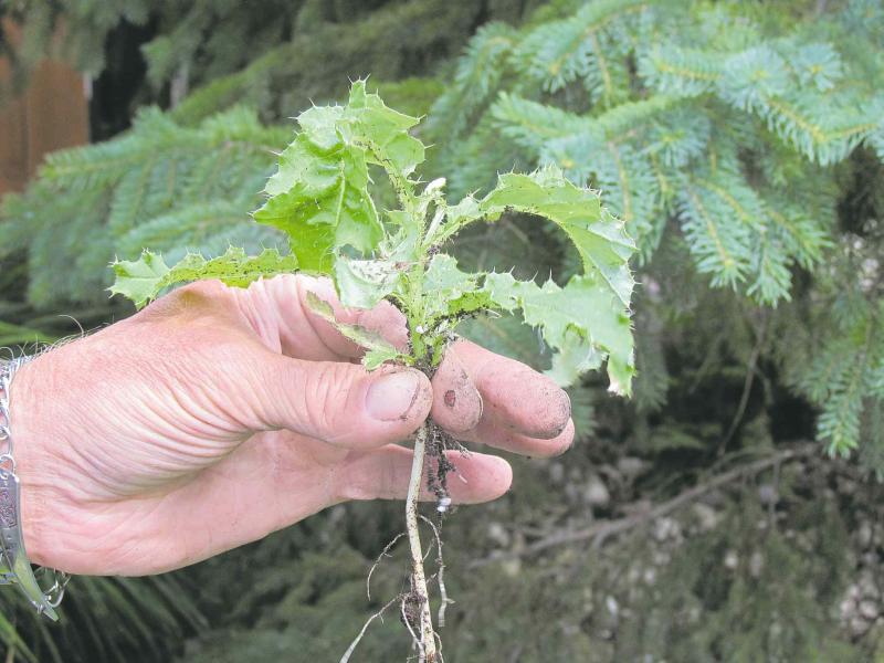 Colleen Zacharias 
Canada thistleï¿½s root system can grow laterally up to four metres per year.