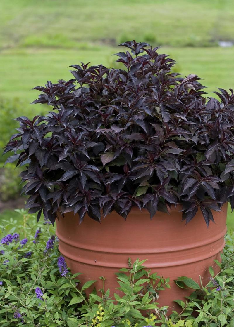 <p>For drama and low-maintenance, shrubs such as this dark and moody Spilled Wine Weigela are instant low maintenance one-pot-wonders.</p><p>Proven Winners</p></p>
