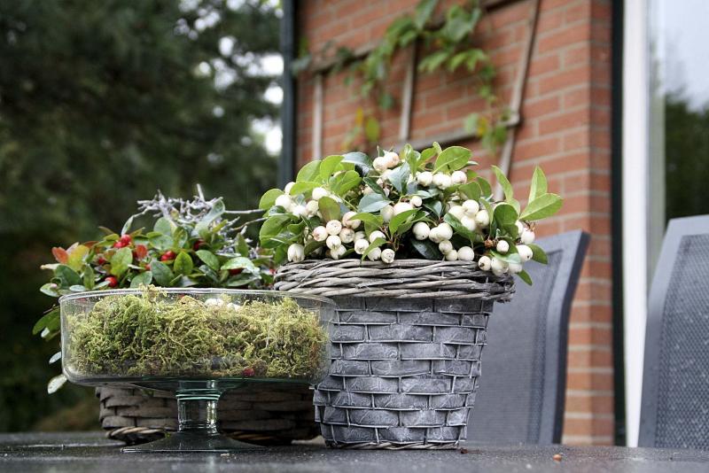 <p>Qualitree</p><p>Dress up your indoor holiday containers with winter-fresh White Pearl winterberry and a bit of moss.</p>