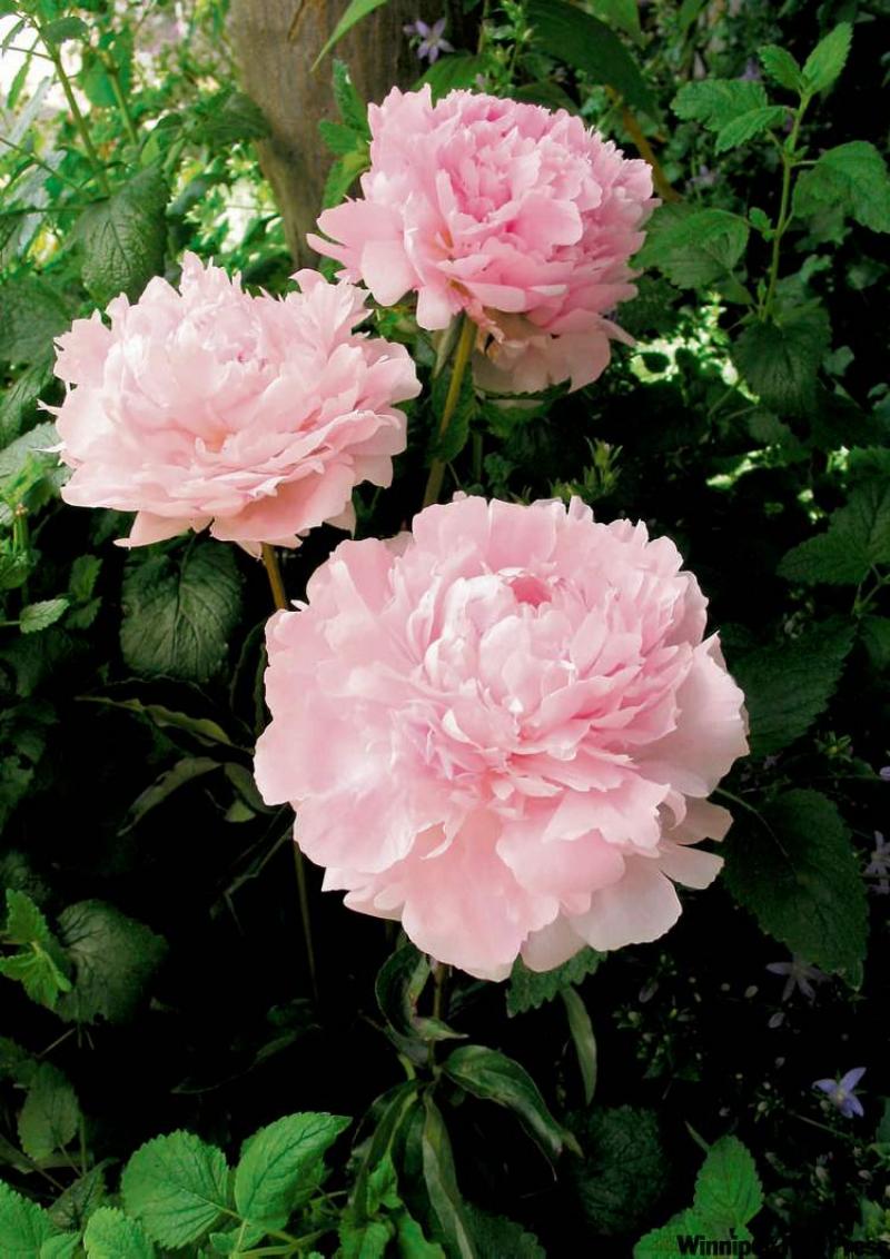 The soft pink peony 'Sarah Bernhardt' is a popular pick.