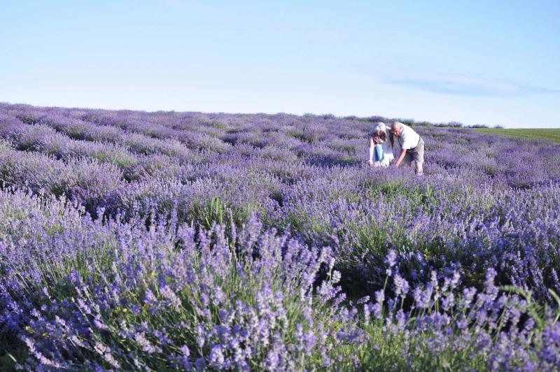 <p>Bleu Lavande</p></p><p>The glorious lavender fields of Bleu Lavande located in Quebec.</p>