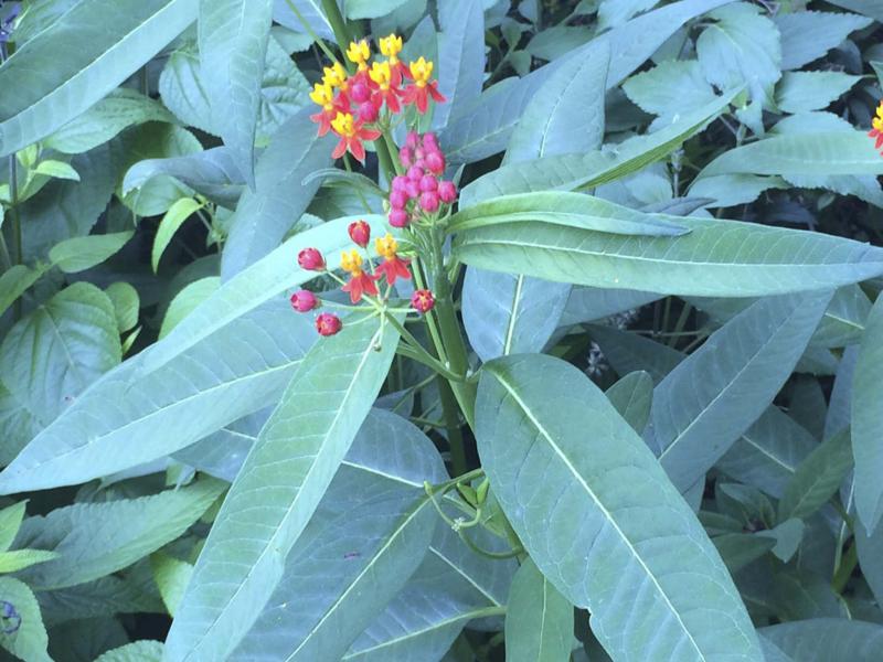 <p>Adrian Higgins / Washington Post</p><p>Gardeners love tropical milkweed for its beauty, but some observers fear it may be harming rather than helping the monarch. </p>
