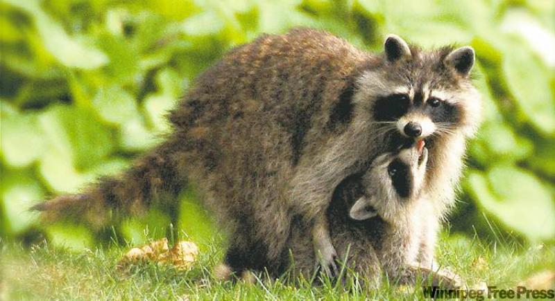 A mother raccoon tends lovingly to her young.  As urban wildlife populations increase, learning to live in harmony is important.  