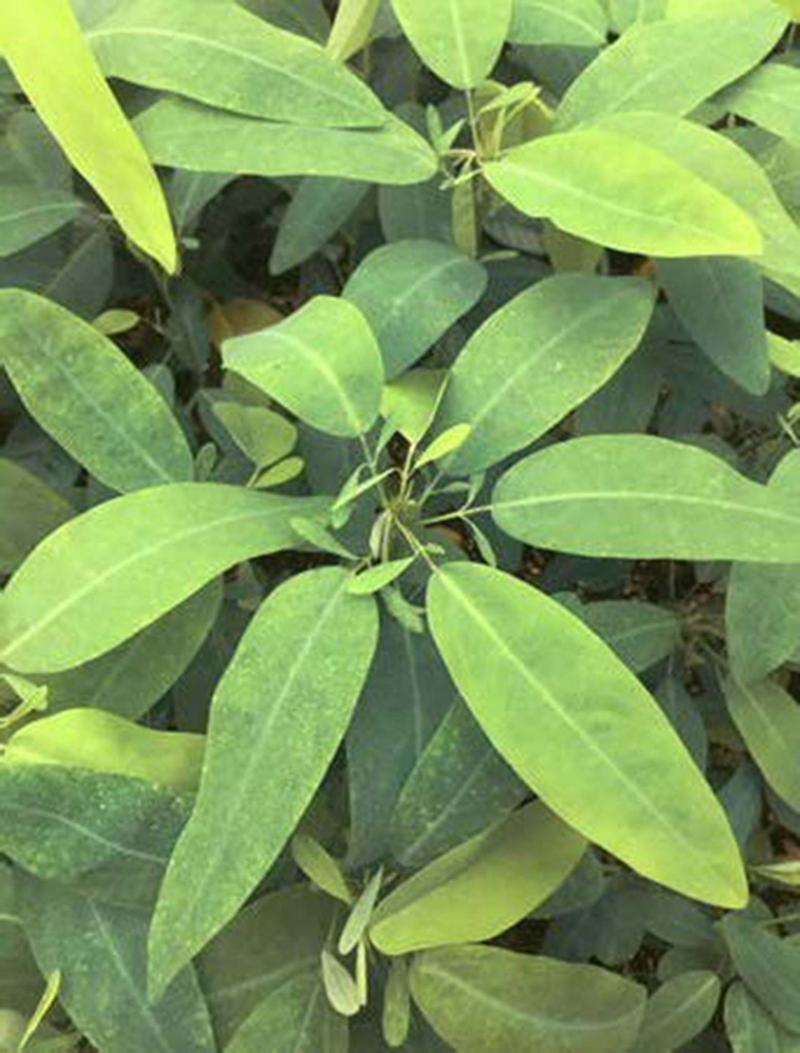 <p>Logee&rsquo;s Plants for Home &amp; Garden</p><p>The telegraph plant is ultra-sensitive with leaves that tremble in response to vibrations and sound.</p>