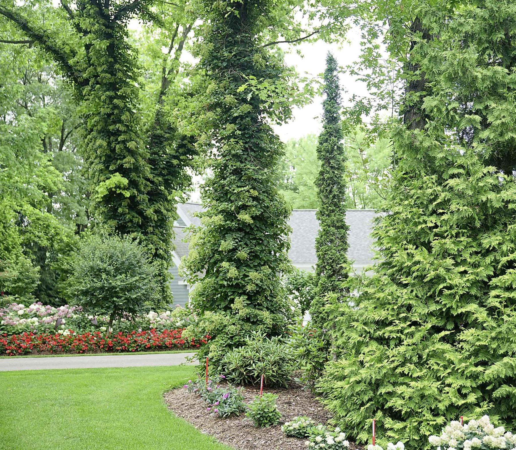  Sting, an ultra-narrow cedar with a sculptural, sword-like silhouette, will have an unmistakable presence in your garden. (Proven Winners) 