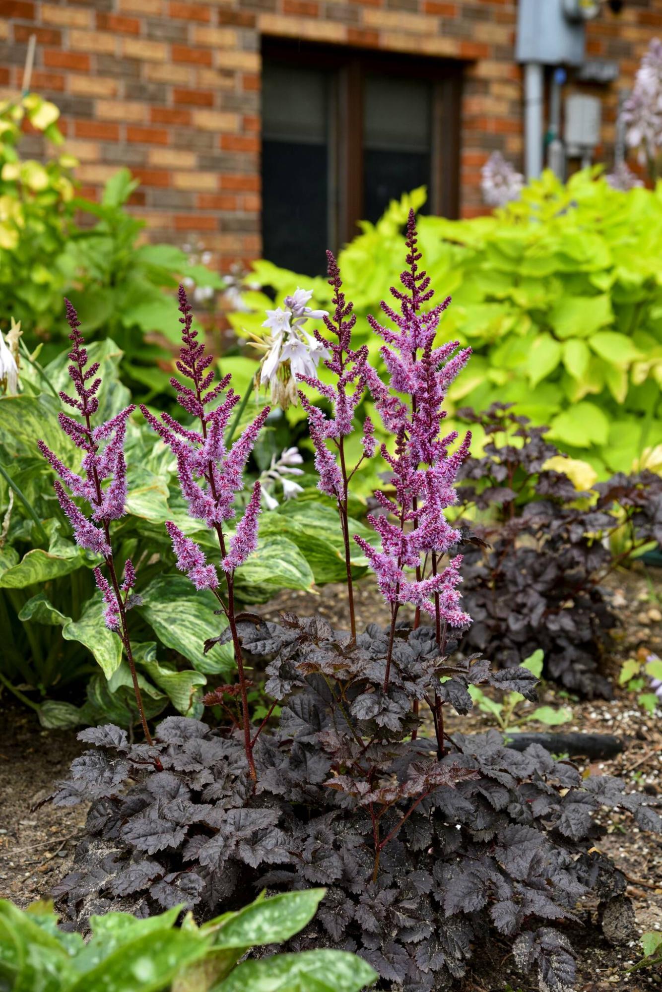  <p>Proven Winners</p>
                                <p>Dark Side of the Moon is the only dark-leaved astilbe with purple flowers on the market today.</p> 