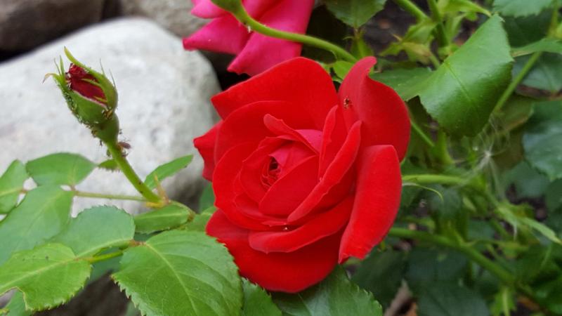 Roses prove to be worth the effort - Winnipeg Free Press Homes