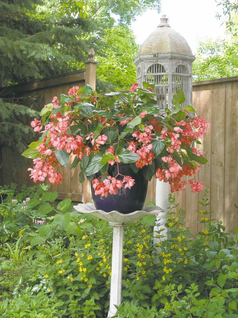 A mass planting of dragon wing begonia in a cobalt-blue container adds brilliant colour and a vertical presence to this shady woodland garden. Very little deadheading is required.