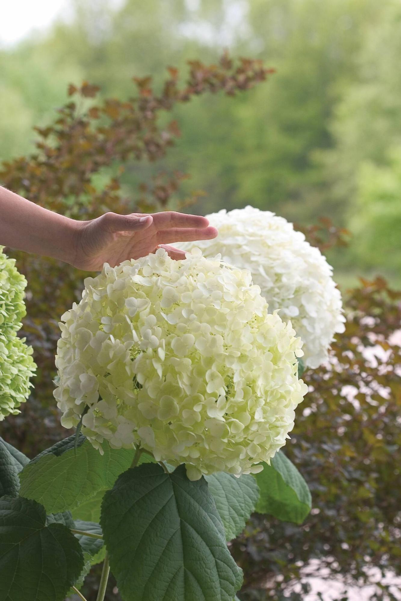  <p>Proven Winners</p>
                                <p>2023 saw incredible demand for hydrangeas. A top seller: Hydrangea Incrediball.</p> 