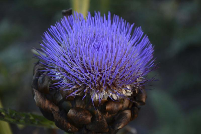 <p>Barbara Damrosch / Washington Post</p><p>The blue-violet of an artichoke flower is like that of a neon sign.</p>