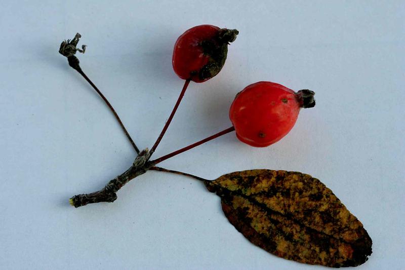 A large black spot on a crabapple with diseased leaf.