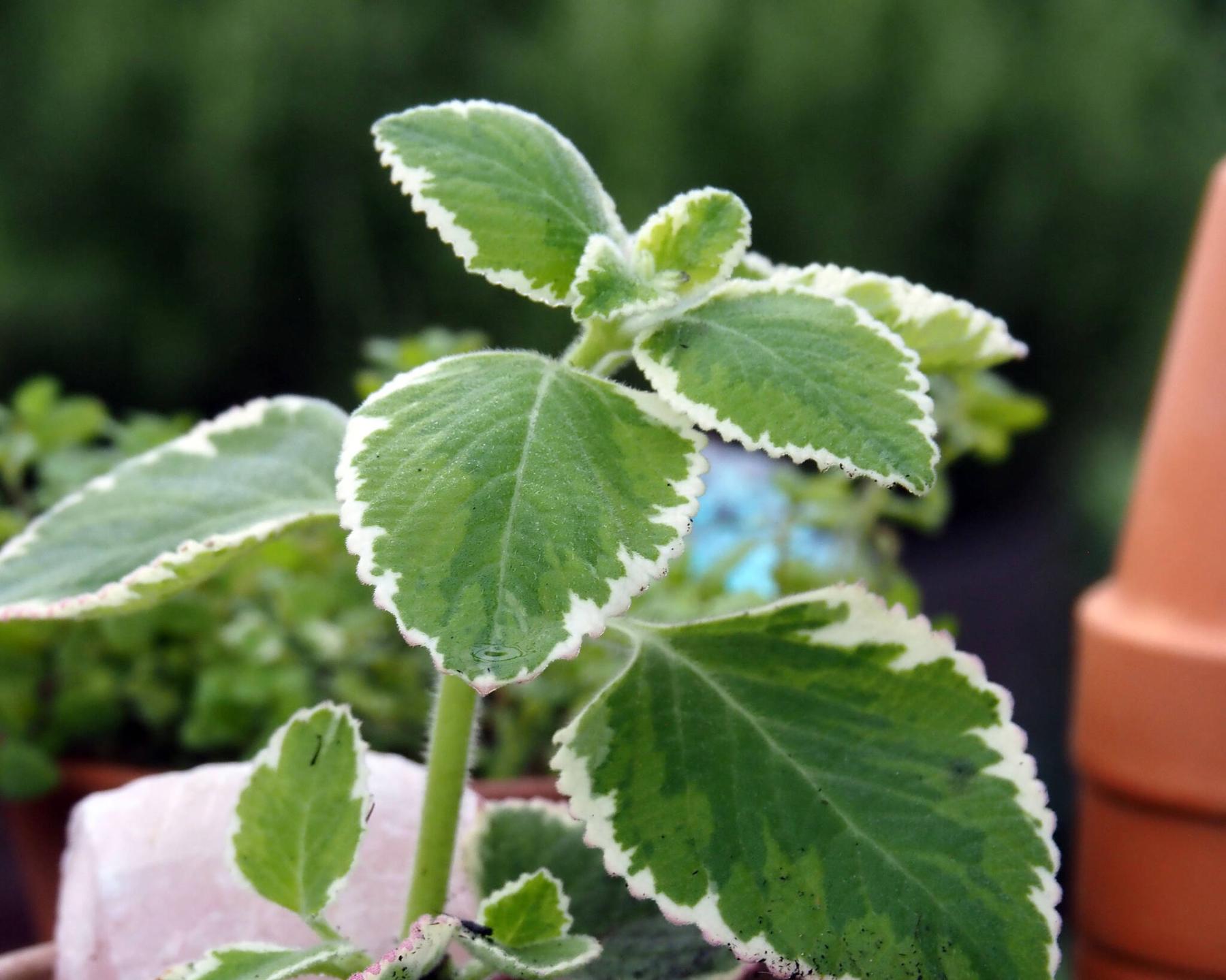  <p>Dave Hanson photo</p>
                                <p>Variegated broadleaf thyme is not actually a thyme, but this exceptional indoor plant still adds delicious flavour to dishes.</p> 