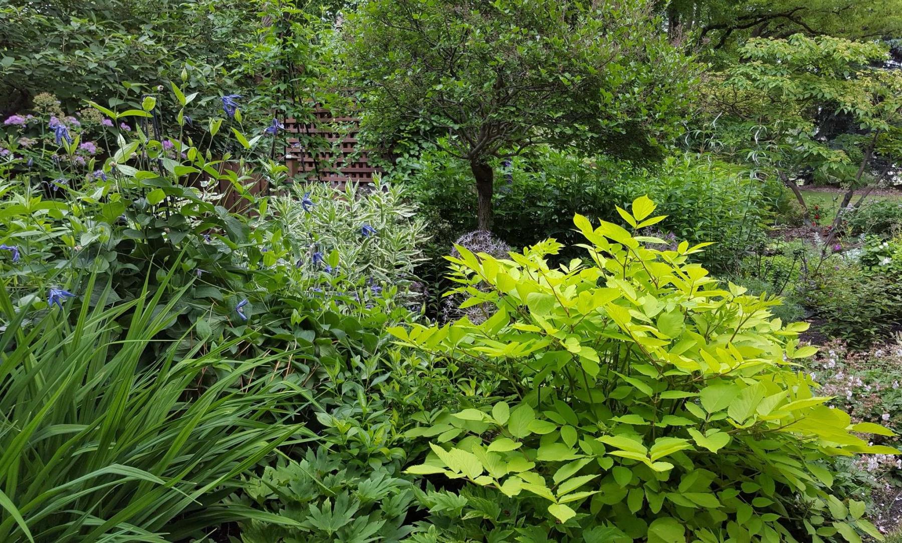<p>Colleen Zacharias / Winnipeg Free Press </p><p>Aralia Golden Japanese Spikenard can be planted in full sun or partial shade.</p>