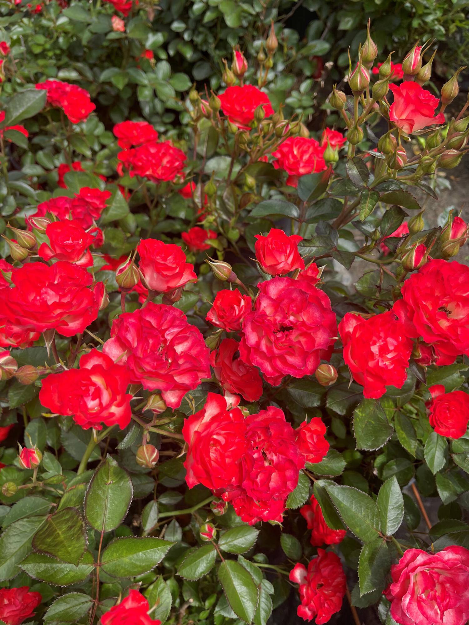  <p>Aubin Nurseries photo</p>
                                <p>Expect high demand for Always Together Rose, new for 2026. Sale royalties help support the Never Alone Cancer Foundation.</p> 