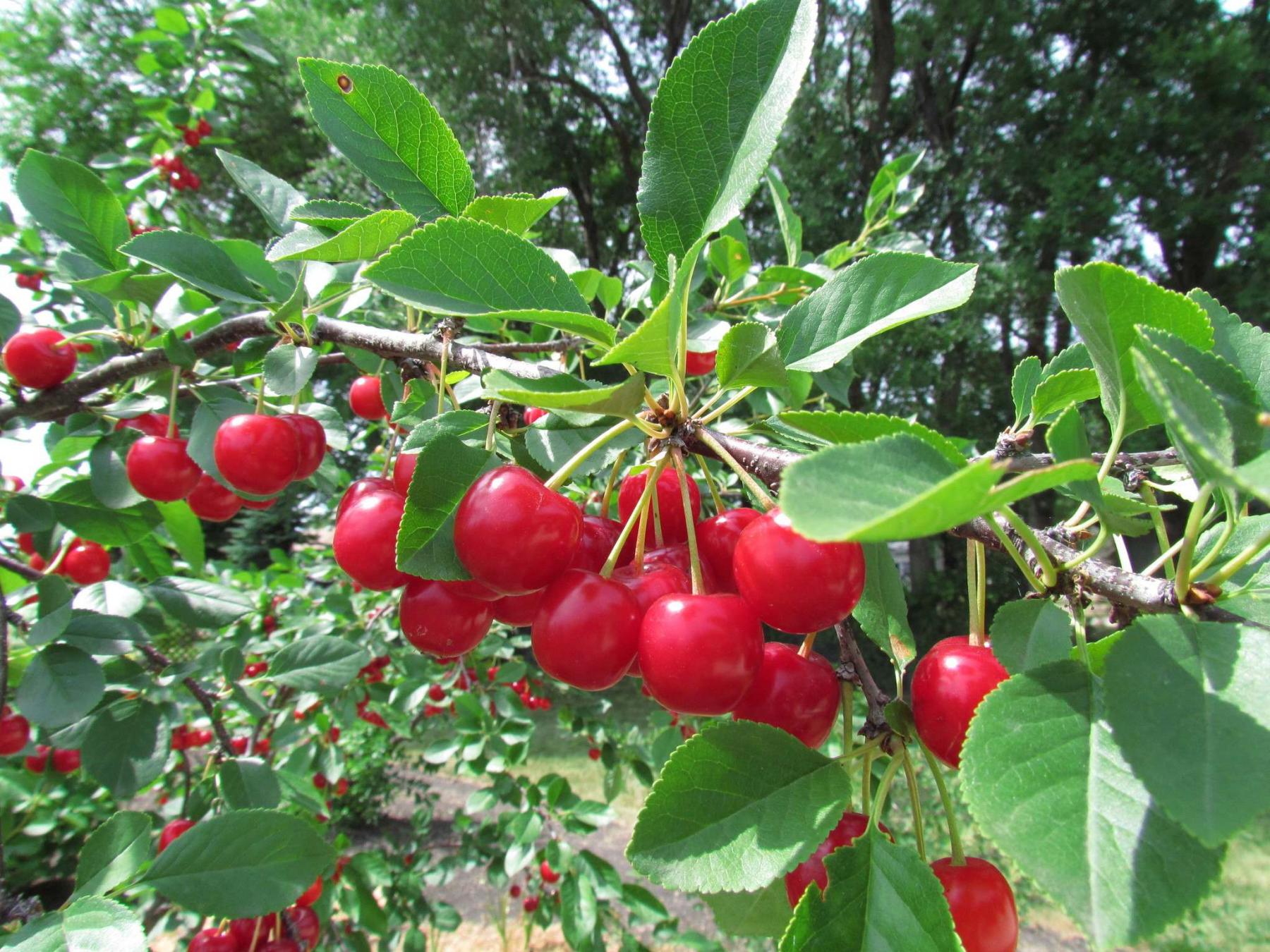<p>Teresa Lopata</p><p>Large-sized Cupid sour cherry is great for dipping in chocolate.</p>