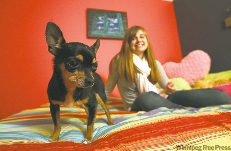 Julia and her beloved teacup chihuahua Blossom hang out on her bed.  