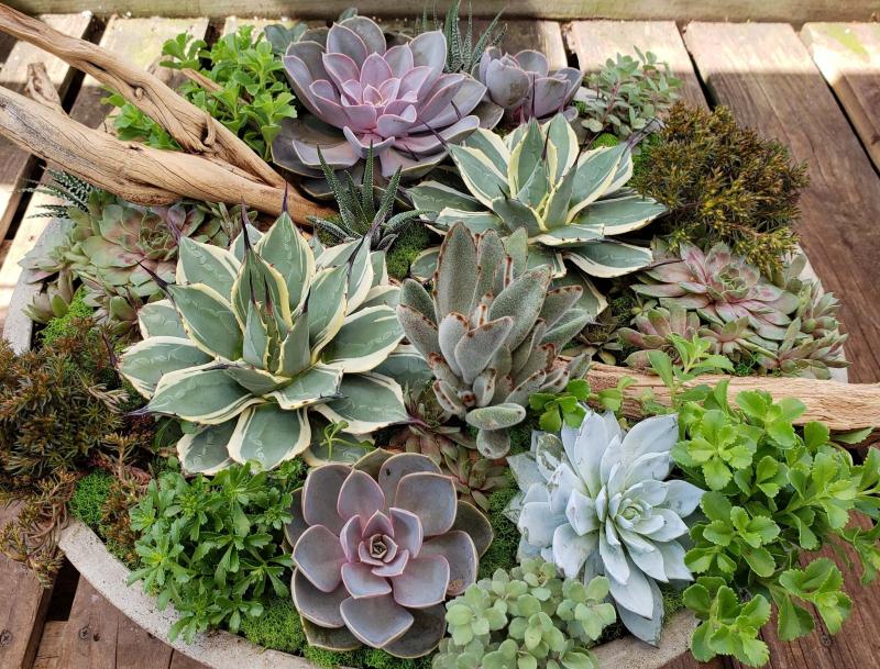 <p>Earl Lieske III</p><p>A large round succulent bowl contains echeveria and a ghostwood accent.</p>