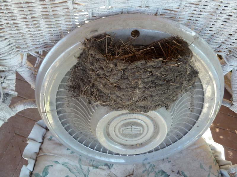<p>Laurie Mustard / Winnipeg Free Press</p><p>Wasp nests are just two of the more wonderful examples of made-in-nature homes that merit our respect and admiration.</p>