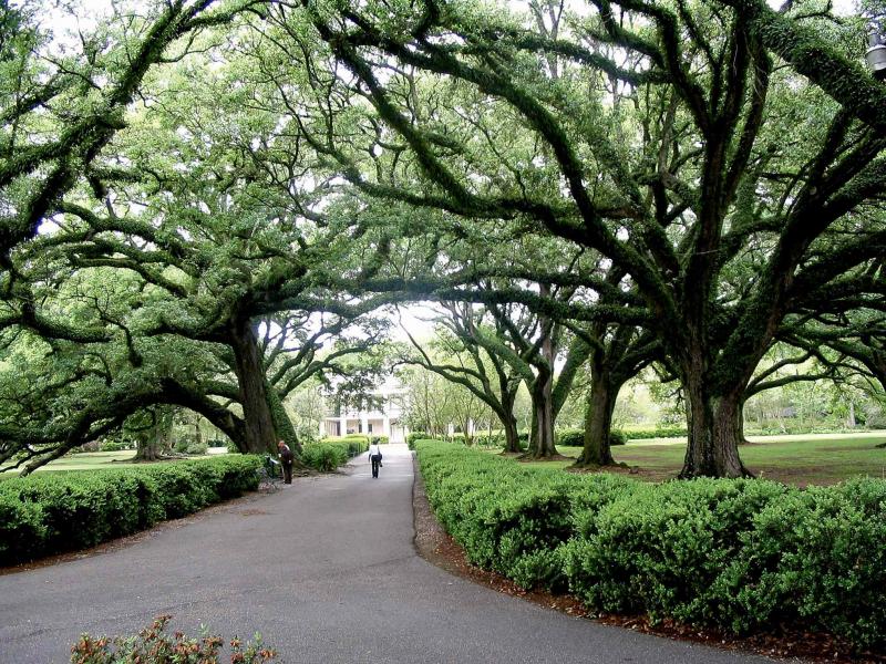 A canopy of tall live oak trees framing the back alley at Oak Alley Plantation in Vacherie, La. is seen.