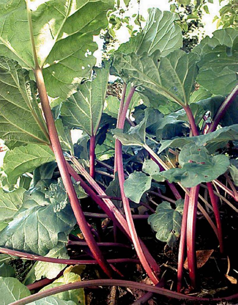 You Can Pot Some Rhubarb To Take With You - Winnipeg Free Press Homes