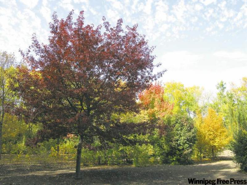 Shooting Star Northern Pin Oak, an exciting new shade tree that features spectacular purple fall colour.