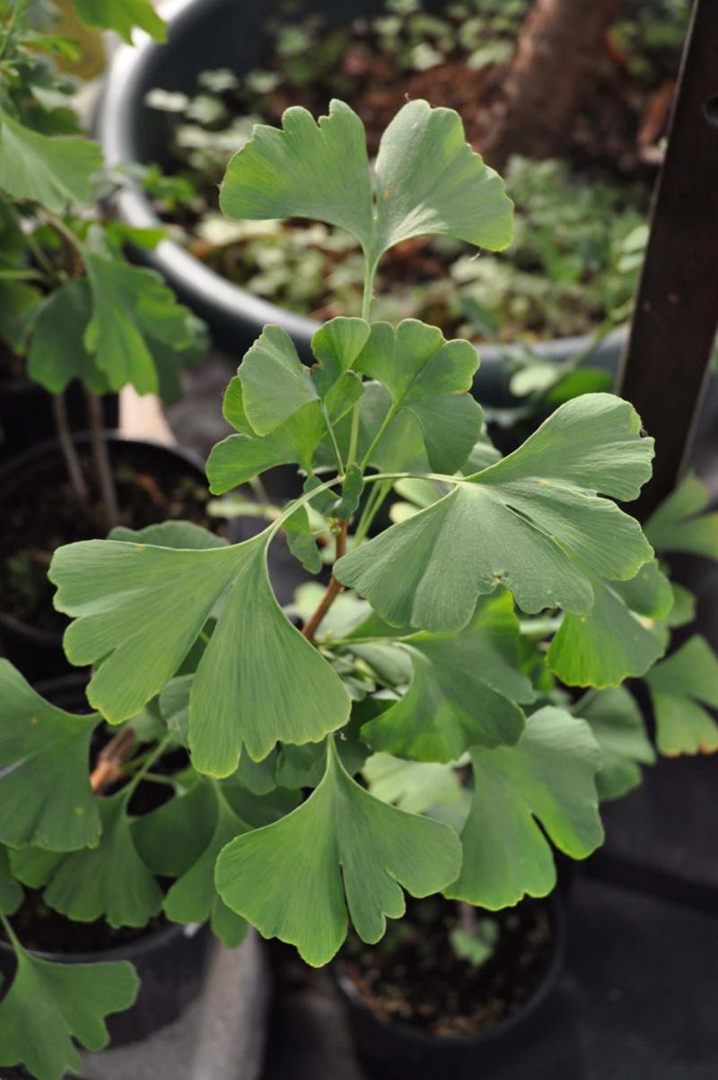 <p>Sage Garden Greenhouses</p><p>Should you? Yes, be adventurous. Try growing Gingko biloba in a container or in your garden.</p>