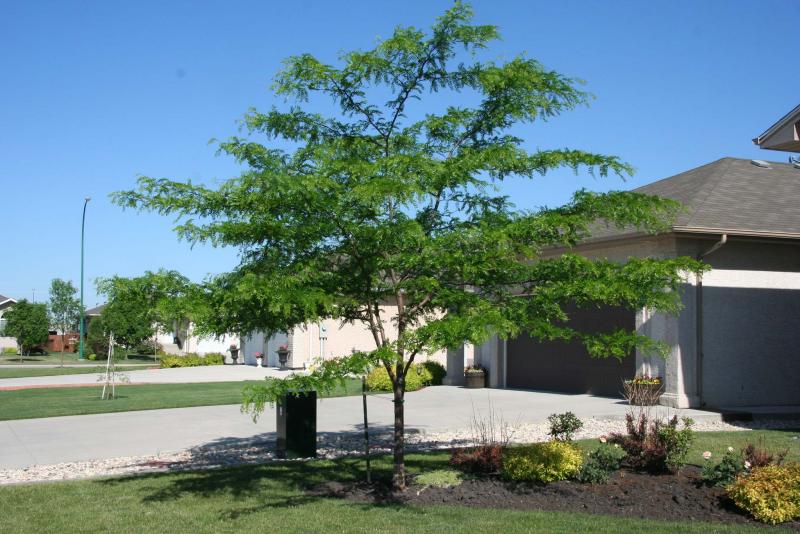 Don't crowd your choices for a new tree Winnipeg Free Press Homes