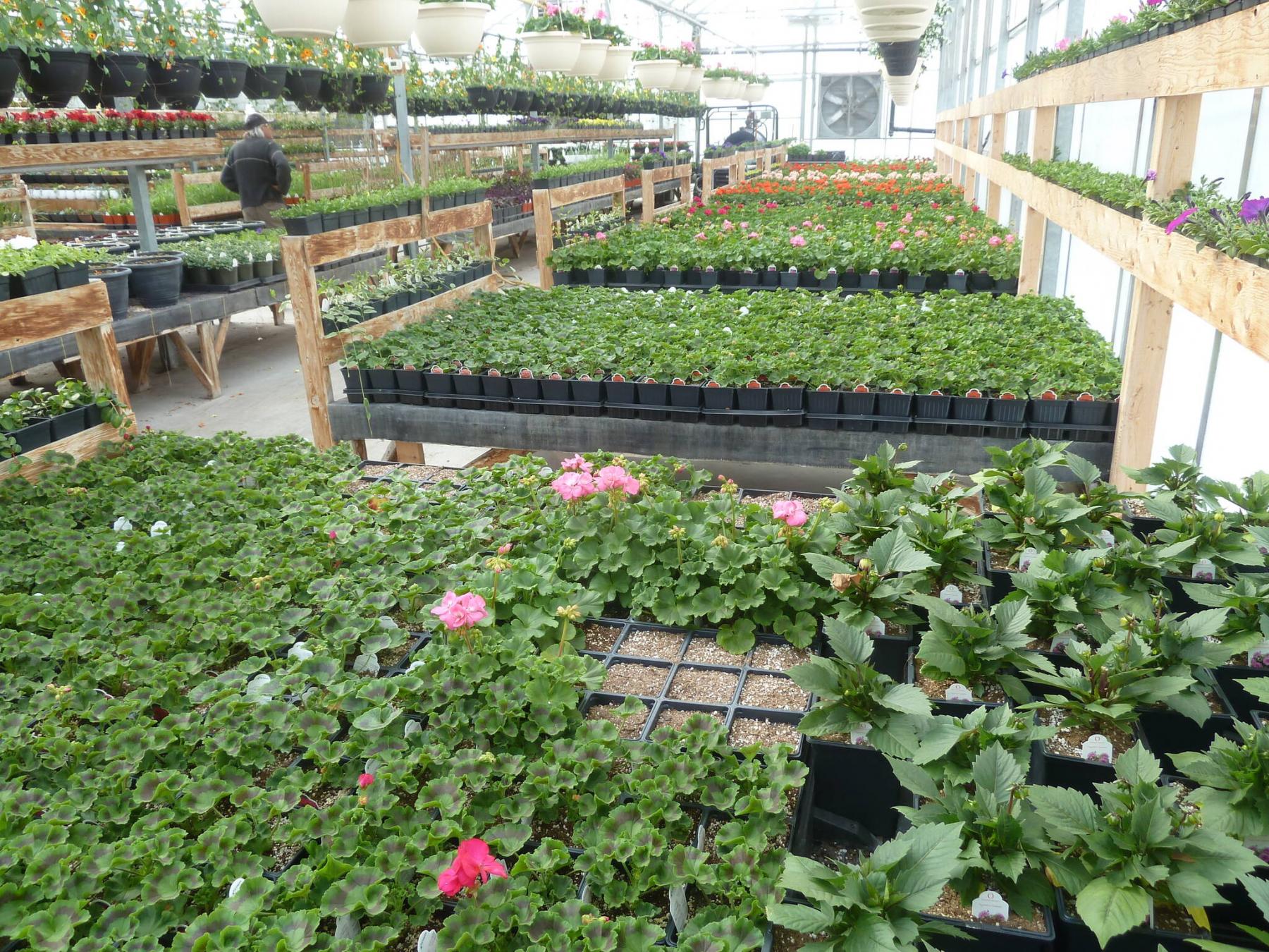 <p>Photos by Laurie Mustard / Winnipeg Free Press</p><p>Bosch Greenhouses on Highway 1 just west of the Perimeter is already in full bloom.</p>