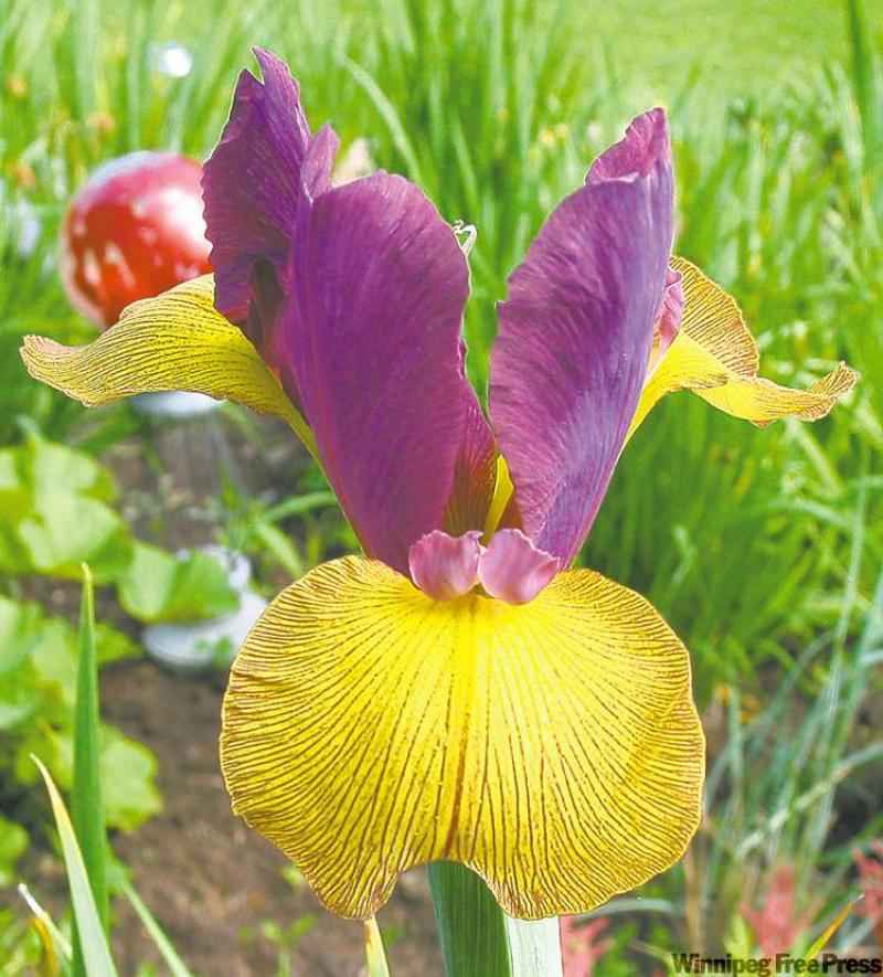 Perennial planting Winnipeg Free Press Homes