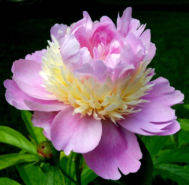 <p>Supplied photo</p>