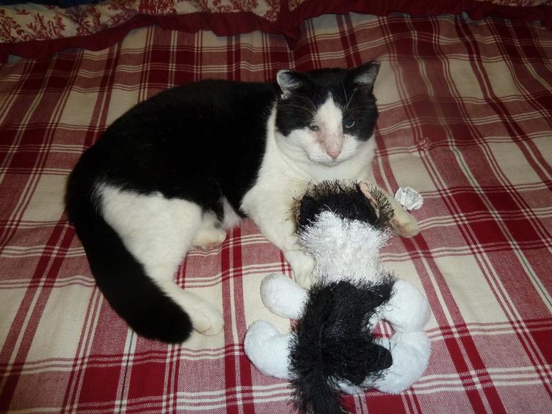 <p>Laurie Mustard / Winnipeg Free Press</p><p>Feral cat Buddy now lives in a kitty penthouse complete with a wolf fur rug. </p>