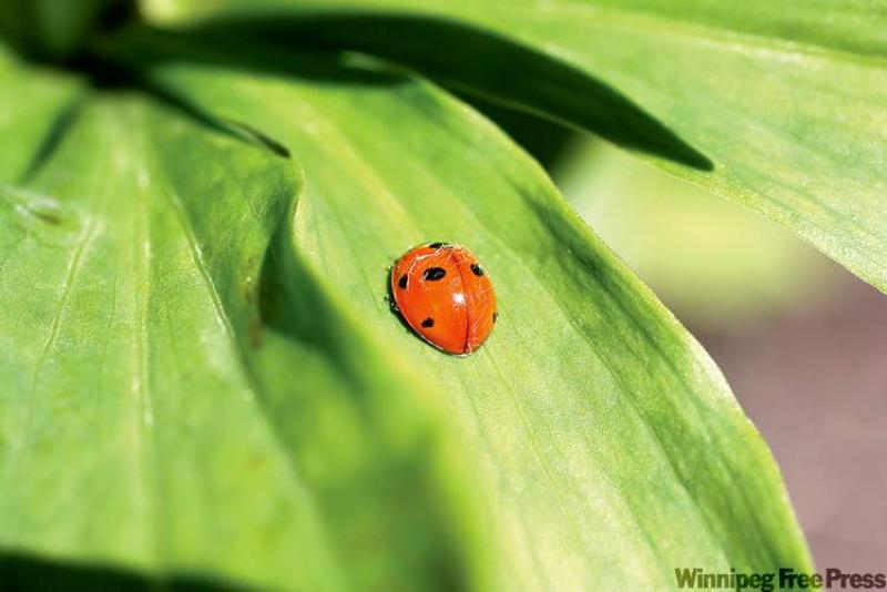 Your grandmother knew the value of ladybugs, which can eat 20 aphids a day.