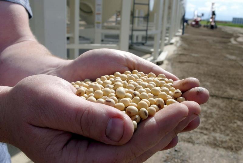 <p>Tyler Clarke / Brandon Sun files</p><p>Soybeans</p>
