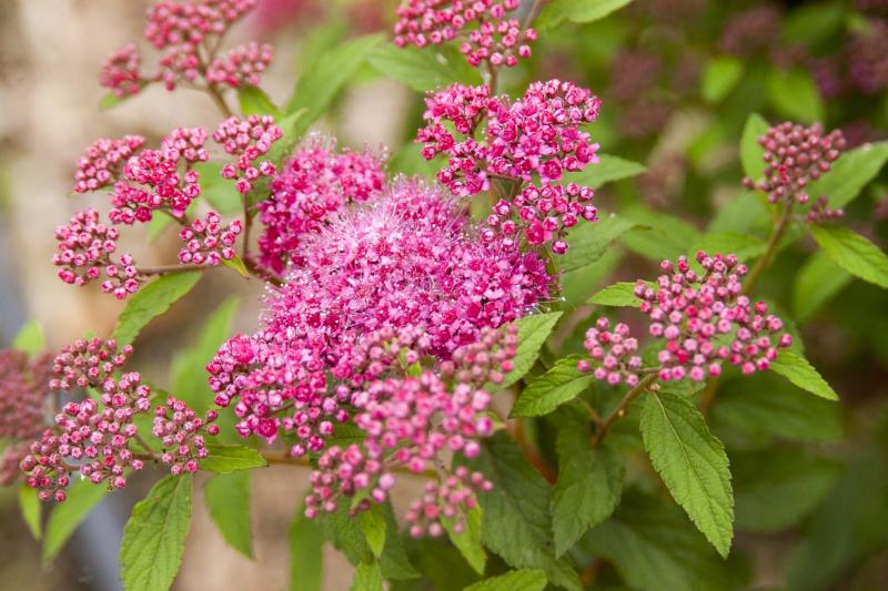 <p>First Editions</p><p>Superstar spirea has glorious three-season appeal with striking colour changes.</p>