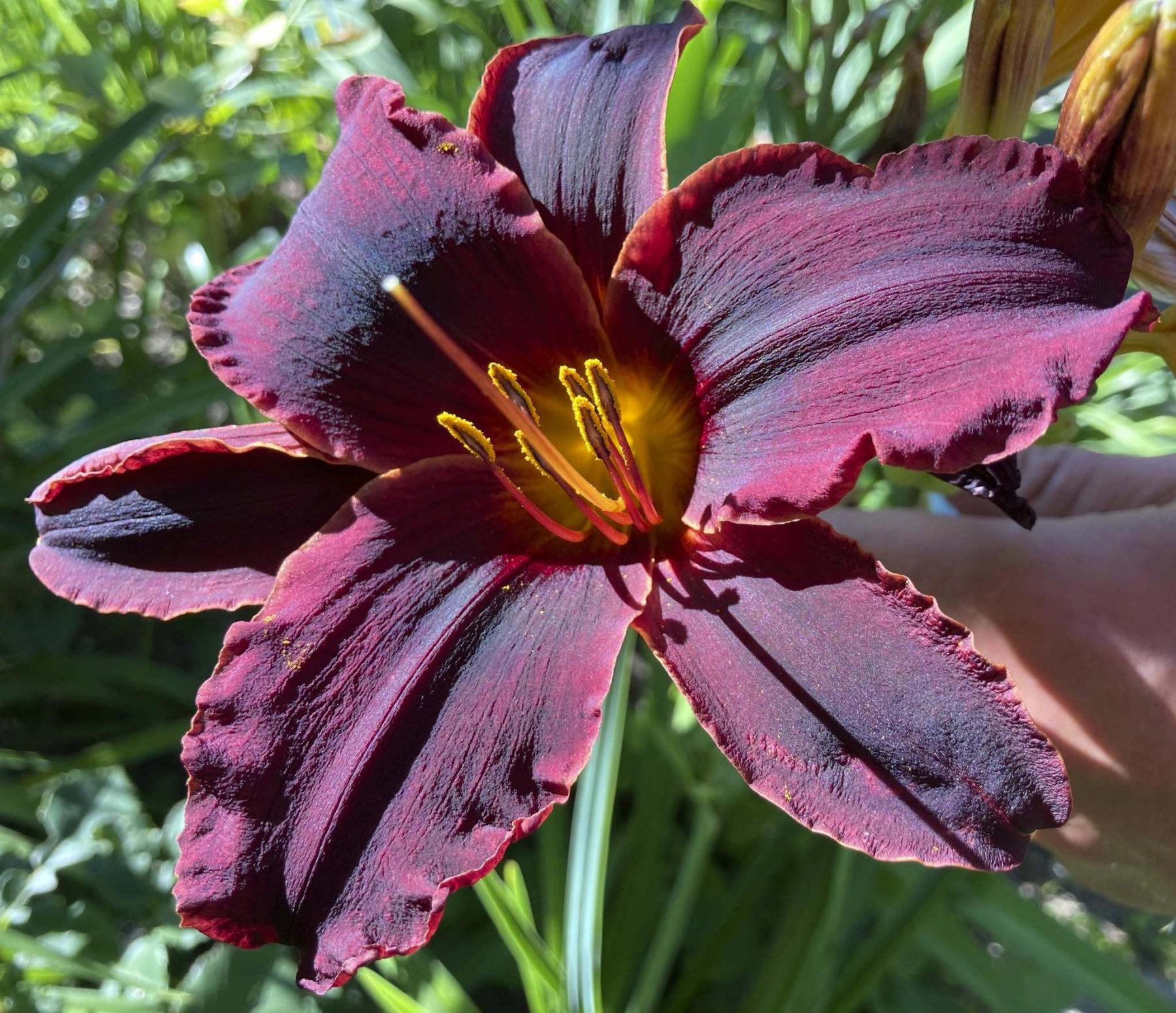 <p>photos by Paul Gellatly</p><p>Ignite your curiosity and try hybridizing daylilies. Shown: a new daylily by Paul Gellatly.</p>