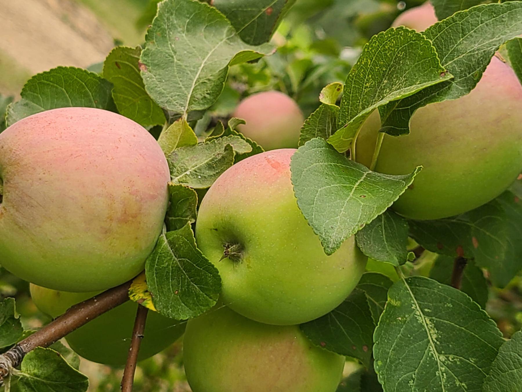  <p>Prairie Gardens Tree Nursery </p>
                                <p>The Carroll apple was introduced by the Morden Research Station in 1961.</p> 