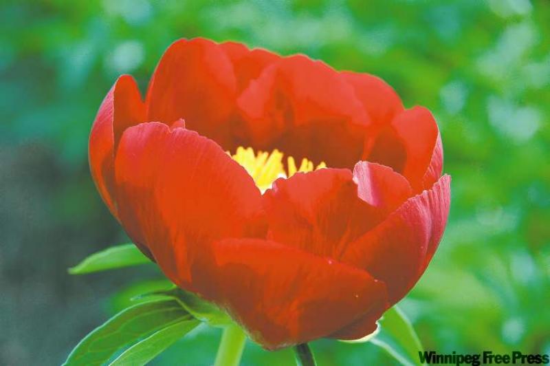 Perennial planting Winnipeg Free Press Homes