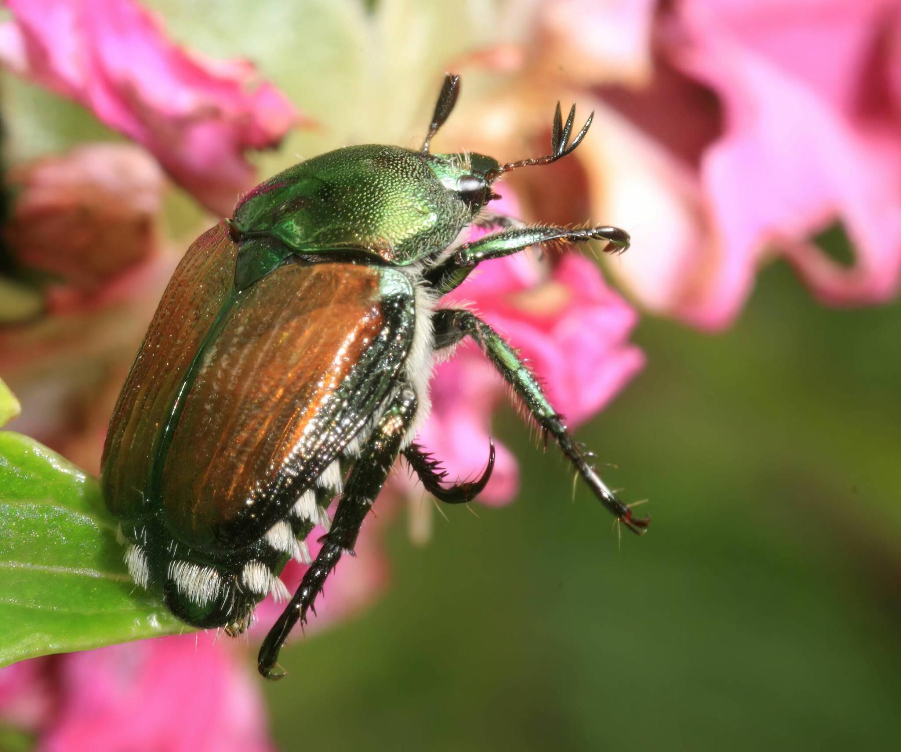  <p>Paul Harrison / Wikimedia Commons</p>
                                <p>Watch for and report any sightings of Japanese beetle, an invasive insect pest. Stomp on it, too.</p> 