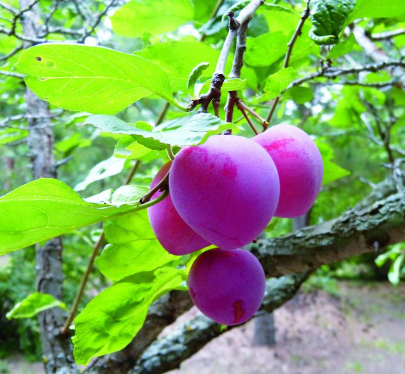 Ovocné stromy, ktoré rastú v Manitobe