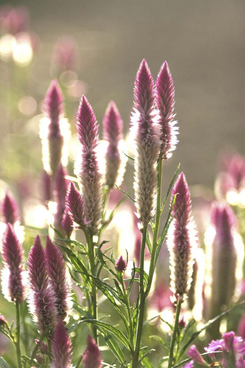 <p>Marc Gallant / Winnipeg Free Press files</p><p>Red-dominant purples are warm and vibrant, seen as more energetic to the human eye.</p>