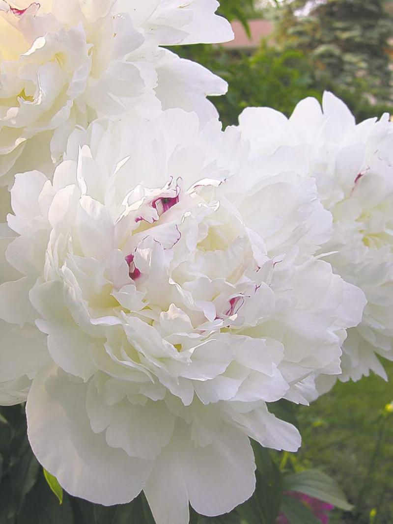 GARDENING Long live peonies Winnipeg Free Press Homes