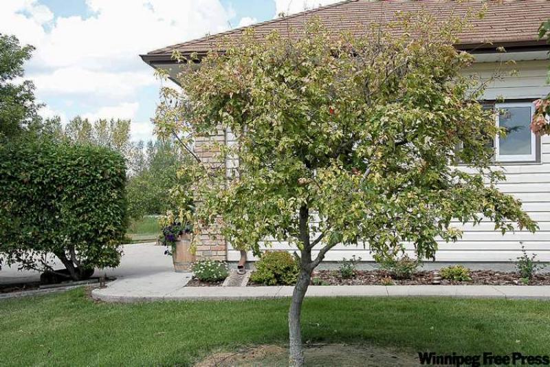 Amur maple is susceptible to leaf chlorosis.