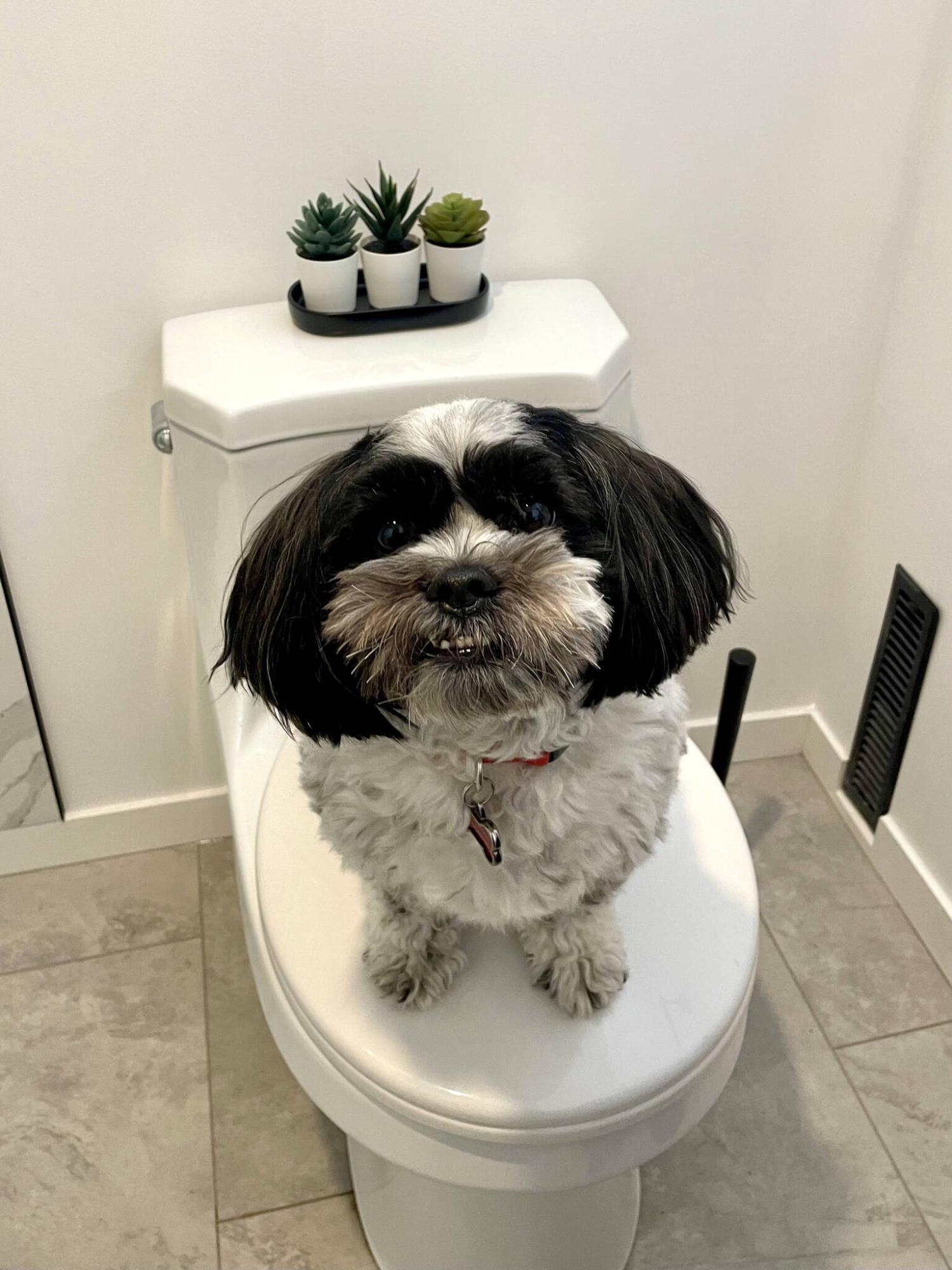  <p>Photos by Marc LaBossiere / Free Press</p>
                                <p>Moe sits proudly in the newly renovated bathroom that may (or may not) have been designed to match his fur.</p> 