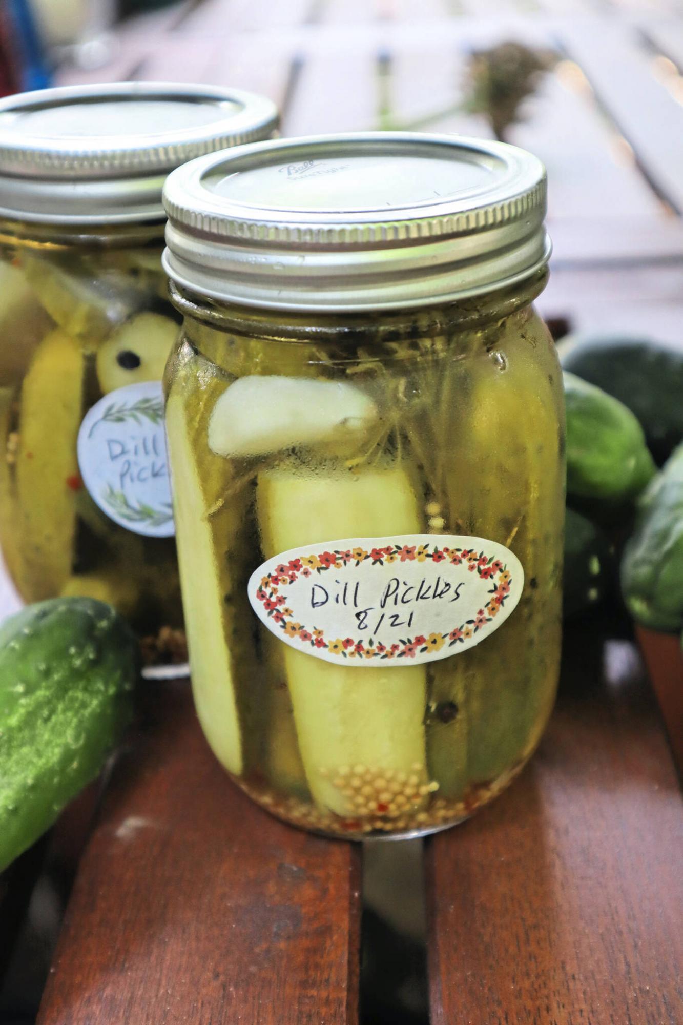 <p>Gretchen McKay / TNS</p><p>A reader picks fresh garden cucumbers early in the morning for pickle perfection.</p>